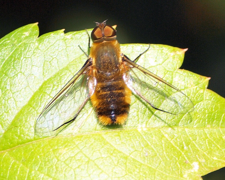 Bombyliidae: Villa sp.